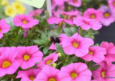 Ook deze zijn geliefd bij de bijen en soortgelijke beestjes.